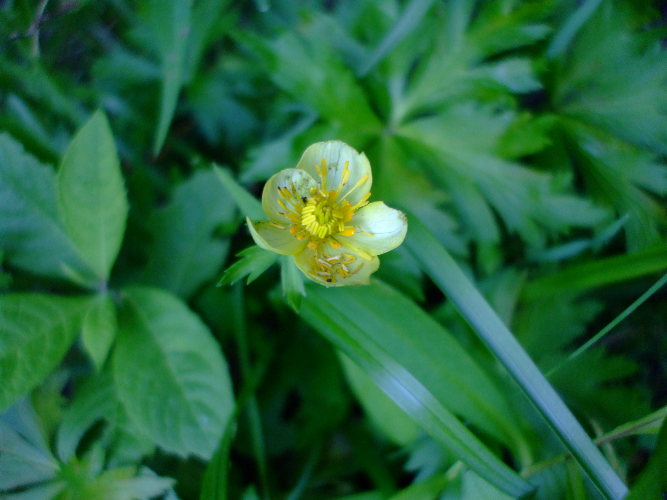 Trollius laxus